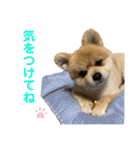 ポメラニアンのカイくん2（個別スタンプ：13）