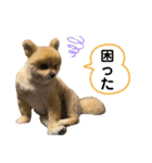 ポメラニアンのカイくん2（個別スタンプ：17）