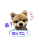 ポメラニアンのカイくん2（個別スタンプ：20）