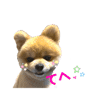ポメラニアンのカイくん2（個別スタンプ：21）