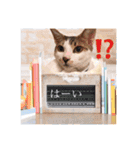 トムくんのはんこ4番（個別スタンプ：1）