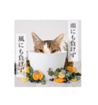 トムくんのはんこ4番（個別スタンプ：7）