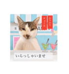 トムくんのはんこ4番（個別スタンプ：15）