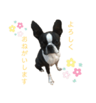 ボストンテリアのももちゃん。（個別スタンプ：6）