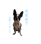 ボストンテリアのももちゃん。（個別スタンプ：13）