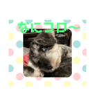 コロ美、ケム次郎(180)（個別スタンプ：4）