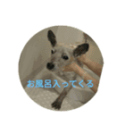 ケアーンテリアのポチのスタンプbyえみポチ（個別スタンプ：7）