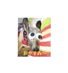 ポチのスタンプbyえみポチ（個別スタンプ：5）