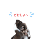 チワワのチロル2（個別スタンプ：2）