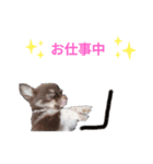 チワワのチロル2（個別スタンプ：6）