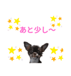 チワワのチロル2（個別スタンプ：14）