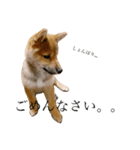 子犬の愛芽ちゃん（個別スタンプ：3）