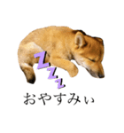 子犬の愛芽ちゃん（個別スタンプ：4）