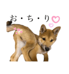 子犬の愛芽ちゃん（個別スタンプ：5）