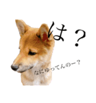 子犬の愛芽ちゃん（個別スタンプ：6）