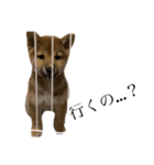 子犬の愛芽ちゃん（個別スタンプ：7）