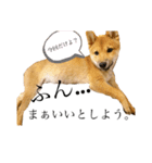 子犬の愛芽ちゃん（個別スタンプ：8）