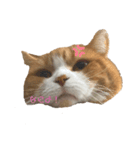 すこてぃっっっしゅ（個別スタンプ：3）