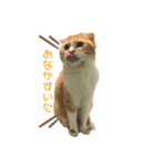 すこてぃっっっしゅ（個別スタンプ：8）