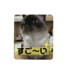 ココ♡ナッツ♡パル（個別スタンプ：3）