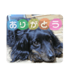 ココ♡ナッツ♡パル（個別スタンプ：5）