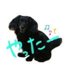 ココ♡ナッツ♡パル（個別スタンプ：8）