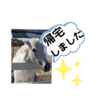 たけしのスタンプ その15（個別スタンプ：7）