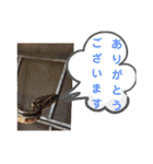たけしのスタンプ その15（個別スタンプ：15）