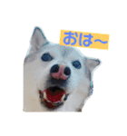 モコイヴそら12（個別スタンプ：4）