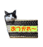 モコイヴそら12（個別スタンプ：6）