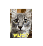 モコイヴそら12（個別スタンプ：12）