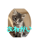モコイヴそら12（個別スタンプ：15）