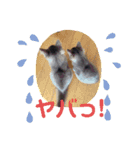 モコイヴそら12（個別スタンプ：16）