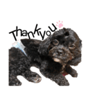 choco's life stamp（個別スタンプ：4）