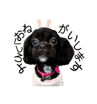 choco's life stamp（個別スタンプ：7）