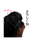 choco's life stamp（個別スタンプ：9）