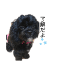 choco's life stamp（個別スタンプ：15）