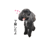 choco's life stamp（個別スタンプ：16）