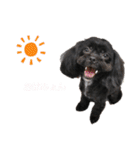 choco's life stamp（個別スタンプ：34）
