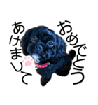 choco's life stamp（個別スタンプ：40）