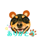 ミニピンCoCo（個別スタンプ：2）
