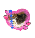 ドンノブボム⑦（個別スタンプ：6）