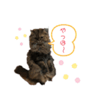 ドンノブボム⑦（個別スタンプ：33）