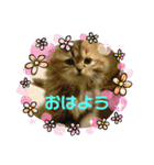 ドンノブボム⑦（個別スタンプ：36）