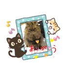 ドンノブボム⑦（個別スタンプ：40）