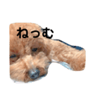 てととてと（個別スタンプ：5）