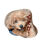てととてと（個別スタンプ：10）