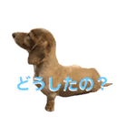 龍之介ニコニコスタンプ（個別スタンプ：15）