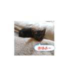 コロコロンスタンプ（個別スタンプ：4）
