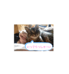 コロコロンスタンプ（個別スタンプ：8）
